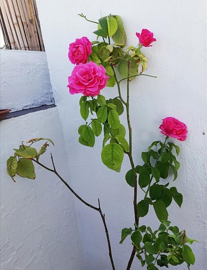 Medina Baguh  Apartment Priego De Cordoba Bagian luar foto